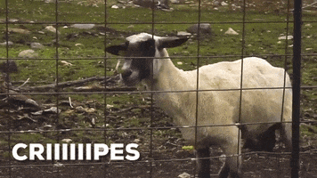 goat GIF by chuber channel