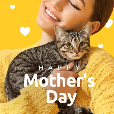 SoyKitty cats mom mothers day cat love GIF
