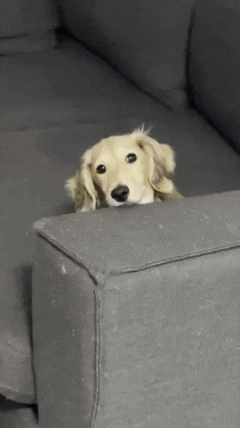 Dog GIF