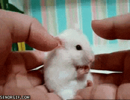 surprised hamster GIF