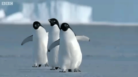 Te gustan los pingüinos