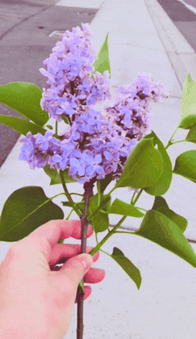 Lilac-heart GIFs - Get the best GIF on GIPHY