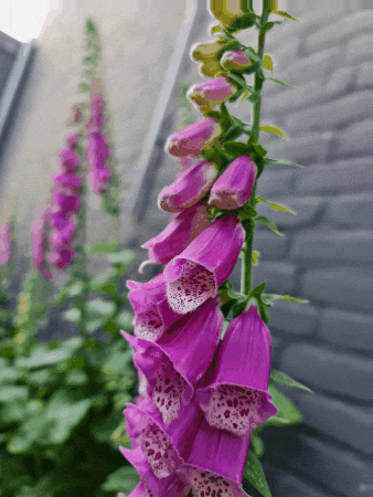 Flower GIF