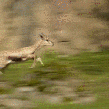 Jump Running GIF by Oregon Zoo