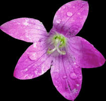 Pink Flower GIF by tailor_made_solutions