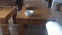 Clever Cockatoo Uses Bowl and Spoon to Eat Yogurt