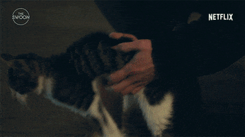 Park Seo-Joon Cat GIF by The Swoon