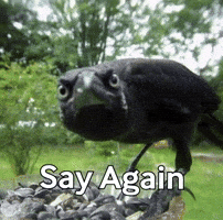 Black Bird GIF