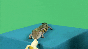 Banana GIF