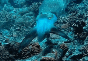 Cuttlefish Pulsing GIF