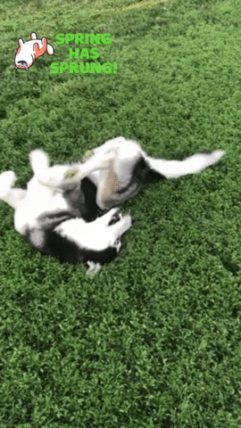 The Green Spot Omaha GIF