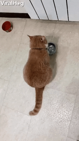 Cat GIF by ViralHog - Find & Share on GIPHY