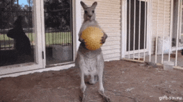 GIF by Lunomoney