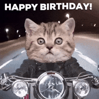 Cat Birthday Gifs Get The Best Gif On Giphy