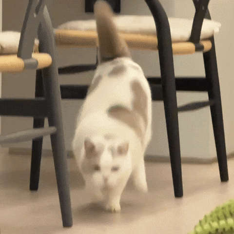 Cat Sleep GIF