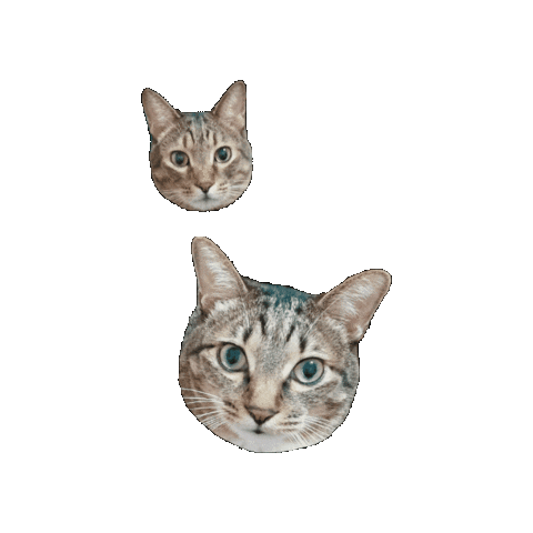 Kycalone Sticker