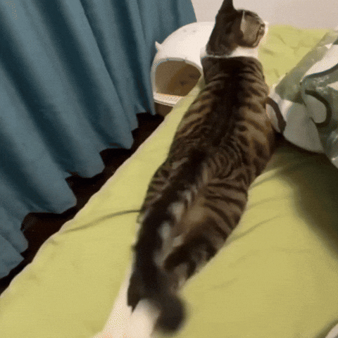Cat GIF