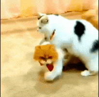 200.gif?cid=ecf05e476bxuqq6s4ndy6unspflg
