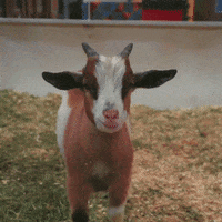 Baby Goat GIF by Tourism Winnipeg