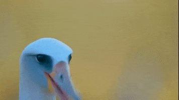 Bird Talking GIF by PBS