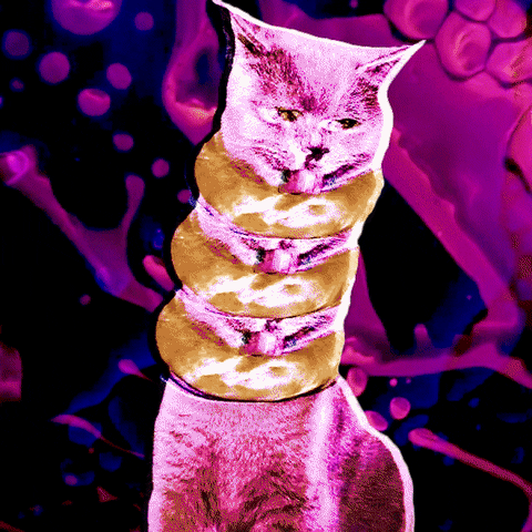 Cat Lick GIF by BagelNet