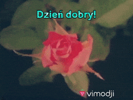 Dzien Dobry GIF by Vimodji