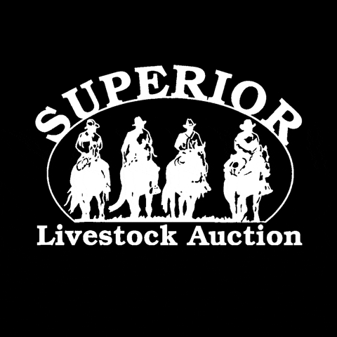 Superior Livestock Auction GIF