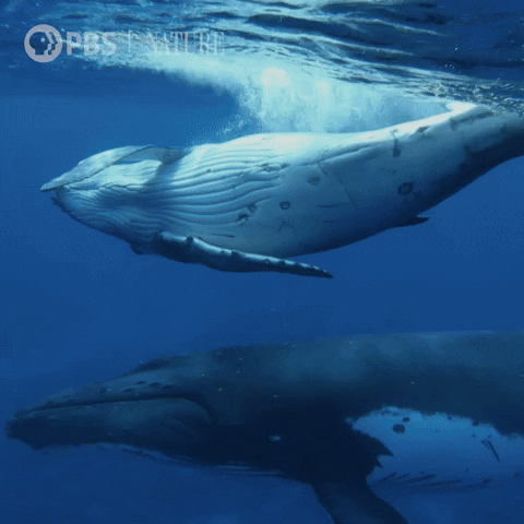 Humpback Whale Swimming GIF by Nature on PBS