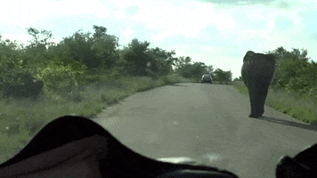 Elephant GIF