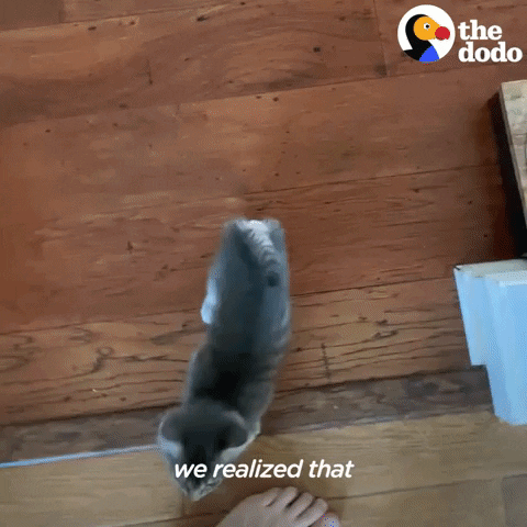Baby Animal Cats GIF by The Dodo