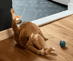 Cat Butt GIF by Alex Anderson