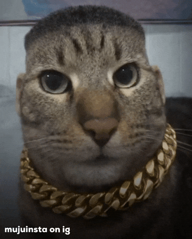 Gangster Cat GIF