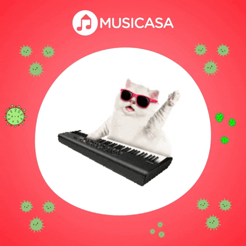 Piano Cat Gif By Musicasa - Find & Share On Giphy
