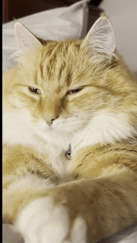 Disappointed GIF