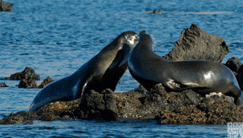 sea lions chat GIF by BBC America