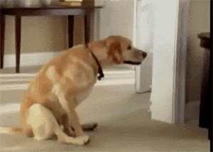 Scooting-dog GIFs - Get the best GIF on GIPHY