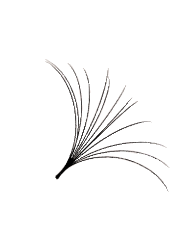 Lashes Lash Extension Sticker by Bombini spa