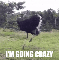 Do You Think Im Boy Crazy Gifs Get The Best Gif On Giphy Do You Think Im Boy Crazy Gifs Get The Best Gif On Giphy