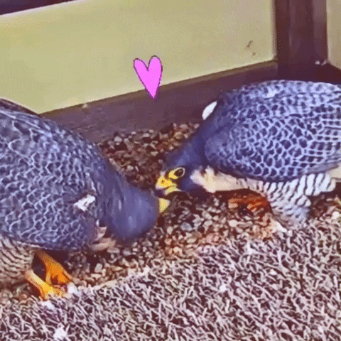 Bird Love GIF by College of Natural Sciences, UT Austin