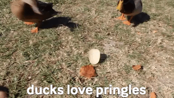 Ducks GIF