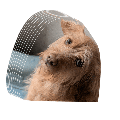 Dog Sticker