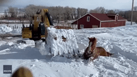 Trapped Horse Carefully Dug Out of Snow in Wyoming