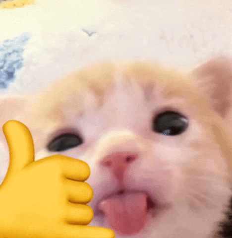 Cat Tongue GIF