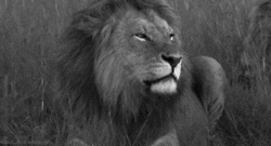 lion roaring GIF