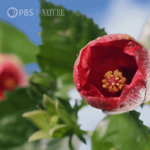 Loop Blooming GIF by Nature on PBS