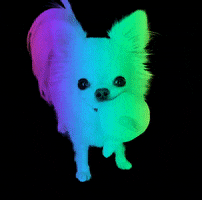 Chihuahua GIF