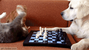 chess playing GIF