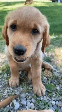 Hungry Golden Retriever Gif Find Share On Giphy