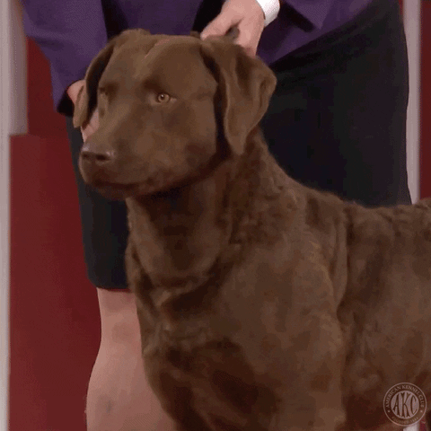 Stop That Best In Show GIF by American Kennel Club