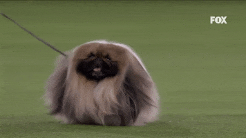 On My Way Running GIF by Westminster Kennel Club